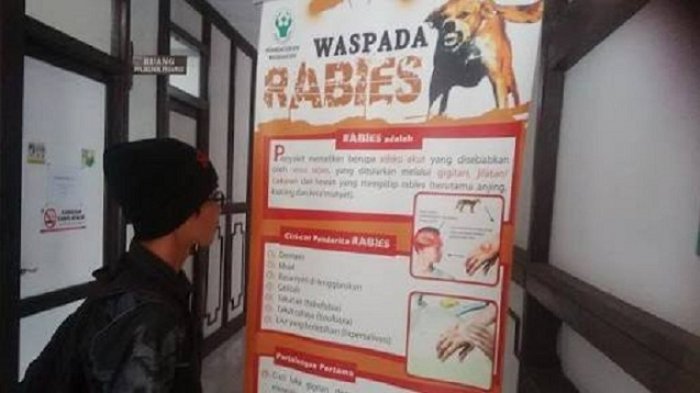 Populasi Anjing Liar di Palangkaraya Mengkhawatirkan, Pemilik Biarkan Hewan Peliharaan Berkeliaran