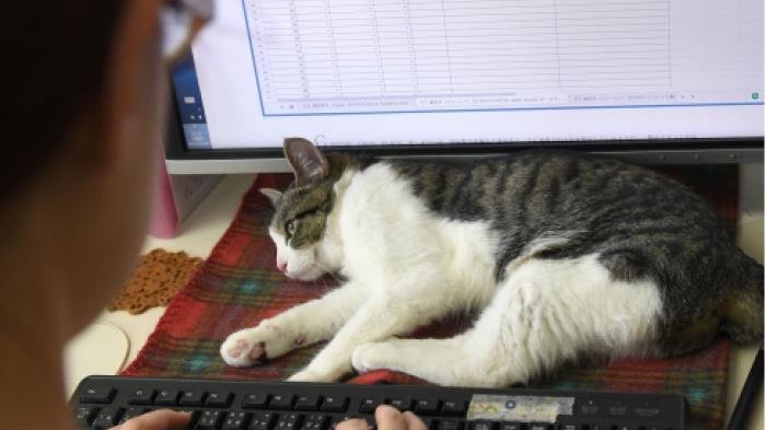 Ini 7 Misteri Dunia Sains yang Belum Terungkap hingga Sekarang, Ada yang Terkait Kucing