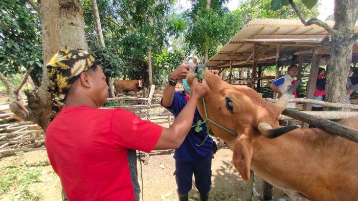 Ditarget Belasan Ribu Tangani Inseminasi Buatan, ini Realisasinya di Tanahlaut