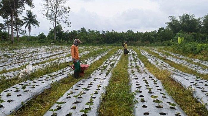 Terdampak Cuaca Penghujan, Harga Porang Turun Jadi Rp 5.000 Per Kilogram