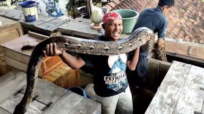 Penampakan Ular Piton 7 Meter Milik Suwa, Tak Kalah dari Dewi Piton Kepunyaan Panji Petualang