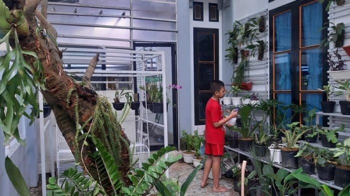 Kolektor Tanaman Hias di Kota Martapura Ini Punya Banyak Koleksi, Jadi Hiburan Saat Pandemi Covid-19