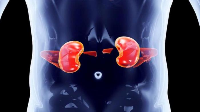 Dianggap Biasa, Ini 7 Kebiasaan yang Tak Disangka Bisa Merusak Ginjal