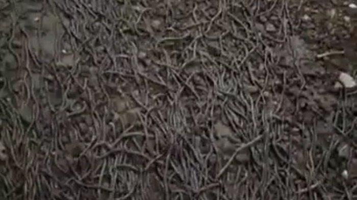 Pernah Bikin Heboh di Solo, Klaten dan Bali, Ribuan Cacing Kembali Muncul di Lombok, Pertanda Gempa?
