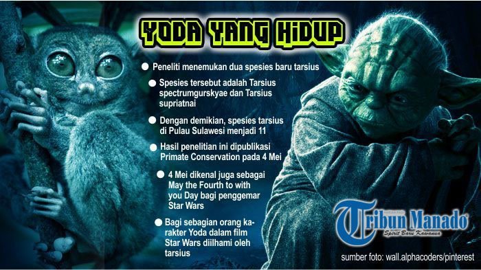 Wow! Ditemukan Makhluk Film Star Wars di Sulawesi, Ilmuwan: Tarsius Baru