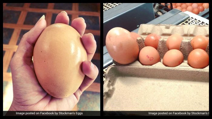 Cara Terbaik Merebus Telur Berdasarkan Hasil Penelitian, Simak Panduannya