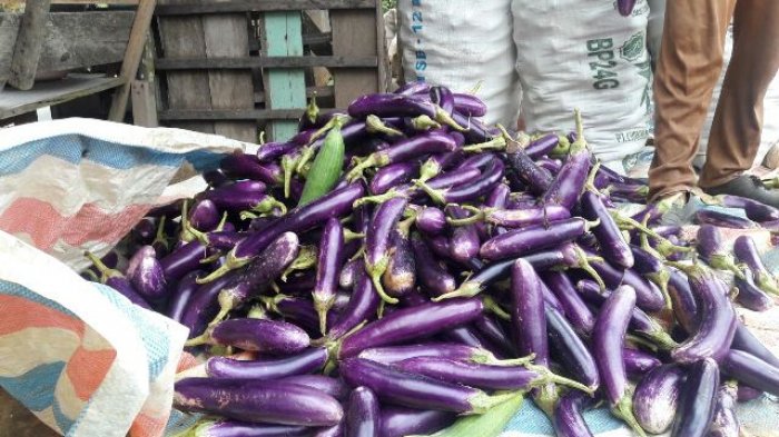 Imbas Harganya Merosot, TP PKK HSU Upayakan Terong Jadi Makanan Olahan