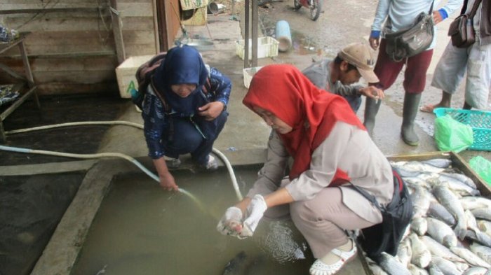 Ribuan Ikan Mas Mati di Lampihong Positif Terkena Virus KHV