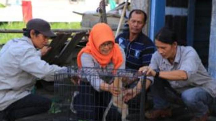 Amelia dan Tim SBI Selamatkan Bekantan Hanyut