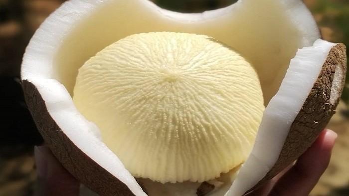 Jangan Sepelekan Tombong Kelapa, dr Zaidul Akbar Ungkap Kedahsyatannya Obati BAB