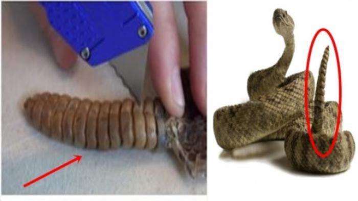Pria Ini Membelah Ekor Ular Derik yang Kerap Berbunyi, Ternyata Isinya Diluar Dugaan