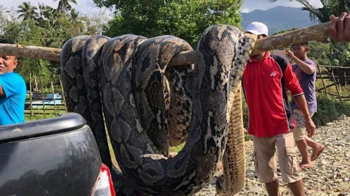 Video Ular Piton Raksasa Sepanjang 8 Meter Kejutkan Pemancing, Warga Langsung Lakukan Ini