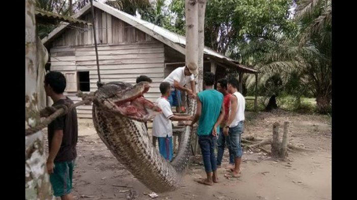Warga Marah, Ular Piton Raksasa Ganas Ini Akhirnya Digoreng, Begini Kondisi Korban Saat Ini