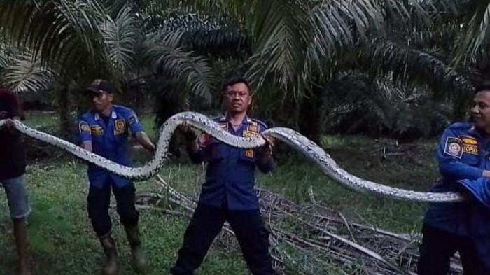 Ular Sanca Besar Sepanjang Enam Meter Gegerkan Warga Jorong, Dievakuasi Damkar ke Hutan