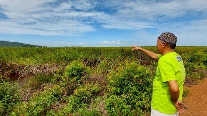 Petani Ujungbatu Kabupaten Tanahlaut Keluhkan Lahan Tak Bisa Lagi Ditanami, Ini Dugaan Penyebabnya