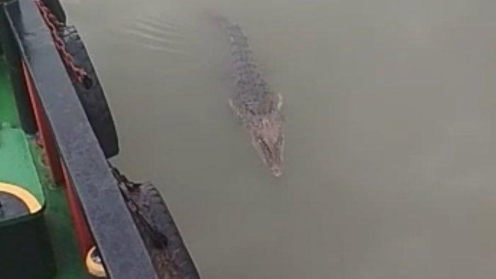 Mencari Ikan Bersama Rekan, Seorang Warga Tewas Dimangsa Buaya dan Diseret ke Laut