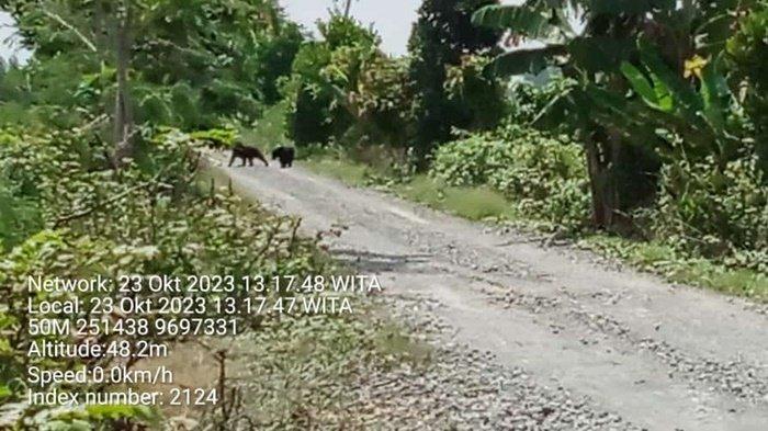 Beredar Video Beruang Muncul di Jambu Baru Kabupaten Barito Kuala, Kades Sebut Warga Sering Lihat