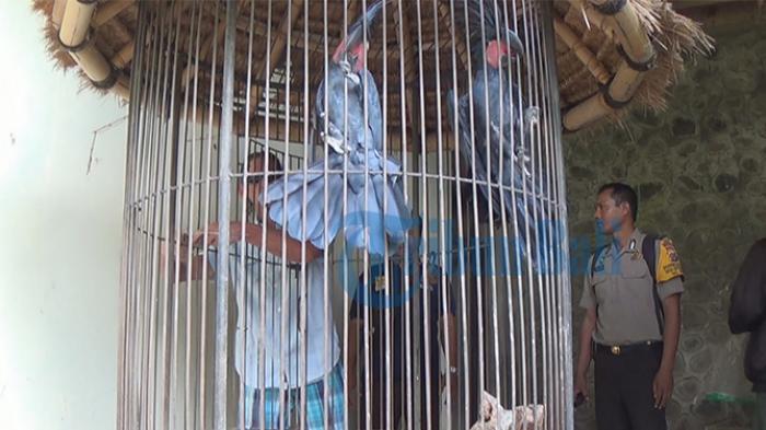 Vila Milik WNA Asal Australia di Jembrana Bali Digerebek Polisi