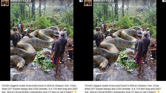 Viral Ular Piton Raksasa di Amazon 4 Tahun Lalu, Fakta Baru Terungkap Ada yang Disembunyikan