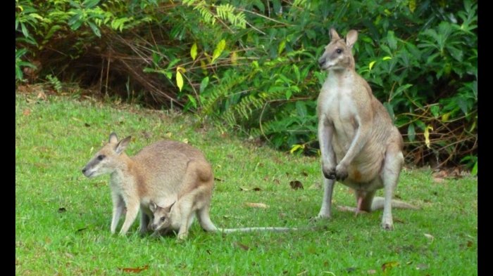 SADIS! 100 Walabi Mati di Bunuh Secara Masal, Anaknya Dibiarkan Dalam Kondisi Seperti Ini