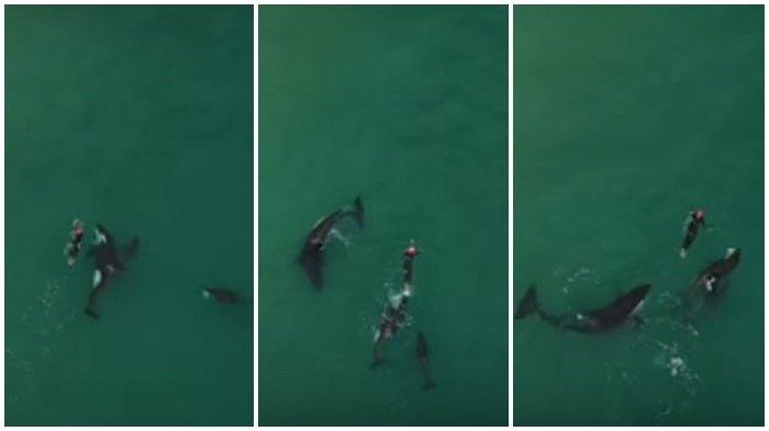 VIDEO VIRAL, Wanita Ini Terekam Drone Lagi Asik Berenang dengan Paus Pembunuh di Alam Liar