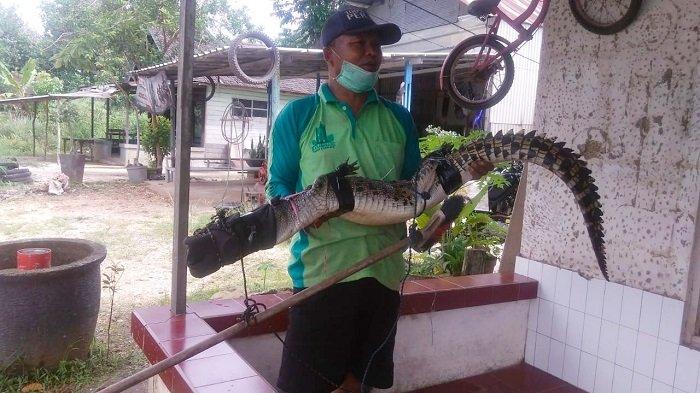 Resahkan Warga, Buaya 1 Meter Berhasil Ditangkap di Sungai Rancah Banjarbaru, Masih Ada 1 Ekor