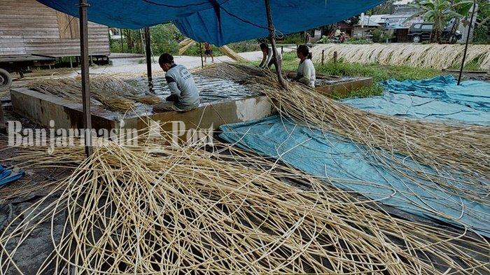 Harga Anjlok, Pengepul Rotan Ini Kini Memanfaatkan Keluarga