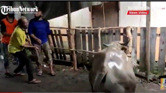 Nilai Pahala Idul Adha dari Hewan Kurban Berkualitas Terbaik, Ustadz Adi Hidayat: Cari yang Gemuk