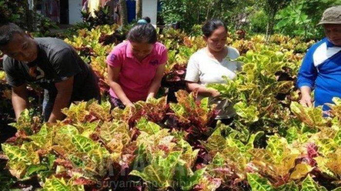 Puring Ayu Ting Ting Sedang Jadi Tren, Ternyata Tak Ada Hubungannya dengan Ibunda Bilqis
