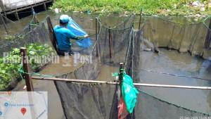 BENIH-IKAN-Pelepasan-bantuan-benih-ikan-sebanyak-26000-ekord.jpg