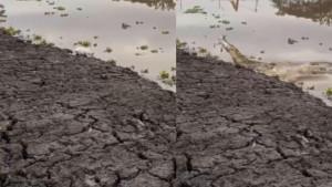 BUAYA-MAKAN-KUCING-Tangkapan-layar-cuplikan-video-singkat-ed.jpg