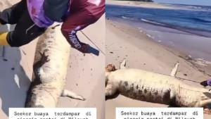 BUAYA-TERDAMPAR-Seekor-buaya-ditemuk.jpg