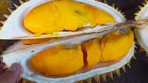 Durian-Mantuala-yang-disebut-Buah-Surga12.jpg