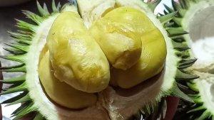Durian-Marawin-durio-oxleyanus-berasal-dari-pedalaman-pegunungan-Meratu12.jpg
