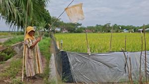 Faridah-petani-Desa-Harapan-Masa-Tapin.jpg