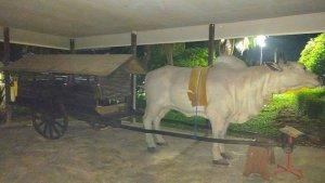 Gerobak-sapi-dugul-dulu-sebagai-alat-transportasi-warga-pedesaan-di-Kalimantan-Selatan.jpg