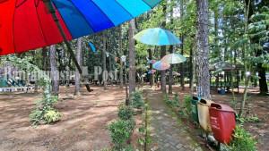 HUTAN-PINUS-DI-Kelurahan-Mentaos-BJB.jpg