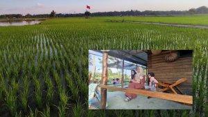 Hamparan-persawahan-di-sekitar-New-Villa-Ubud-Bungur-Baru.jpg