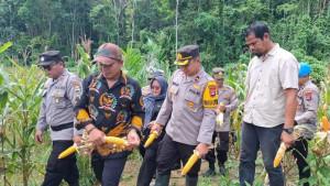Hasil-panen-jagung-di-Desa-Dayak-Pitap-Kecamatan-Tebing-Tingg.jpg