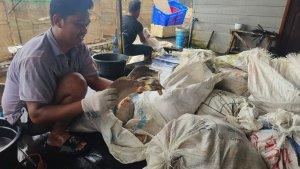 Ikan-yang-mati-dimasukkan-ke-dalam-karung-untuk-dijual-dijadikan-pakan1.jpg