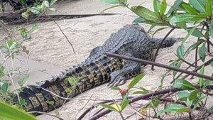 Inilah-penampakan-buaya-yang-disebut-sebut-berada-di-Jalan-Muara-Asamasam.jpg
