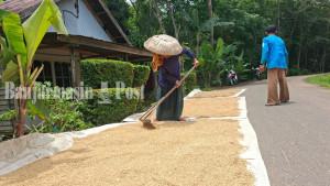 JEMPUR-PADI-Proses-penjemuran-padi-di-Desa-Pandawananss.jpg