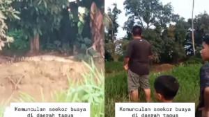 KEMUNCULAN-BUAYA-Warga-daerah-Tapus-sekitar-J.jpg