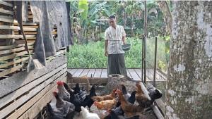 Kades-Murung-Panggang-Supianor-memberi-makan-Ayam-Murung-Panggang.jpg