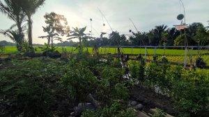 Kawasan-sekitar-New-Villa-Ubud-Bungur-Baru-Desa-Bungur-Baru.jpg