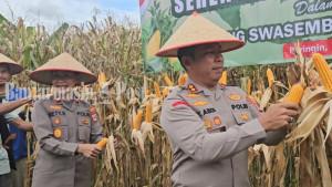 PANEN-RAYA-Pelaksanaan-panen-raya-serentak-di-Desa-Mauya-1.jpg