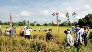 Panen-Padi-jenis-IR-Nutri-Zinc-di-Desa-Akar-Bagantung.jpg