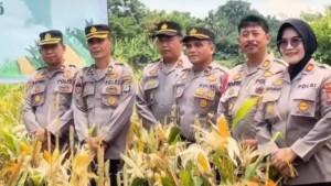 Panen-raya-jagung-hibrida-oleh-personel-Polres-HST1.jpg