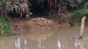 Penampakan-buaya-yang-terlihat-di-tepi-Sungai-Negara.jpg