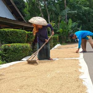 Petani-HSU-yang-melakukan-penjemuran-padi.jpg
